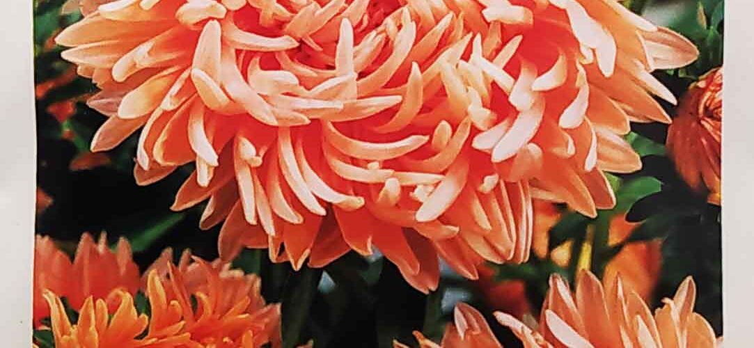 Αστράκι ψηλό σομόν Paeony (hobby bag 0,5 γρ)