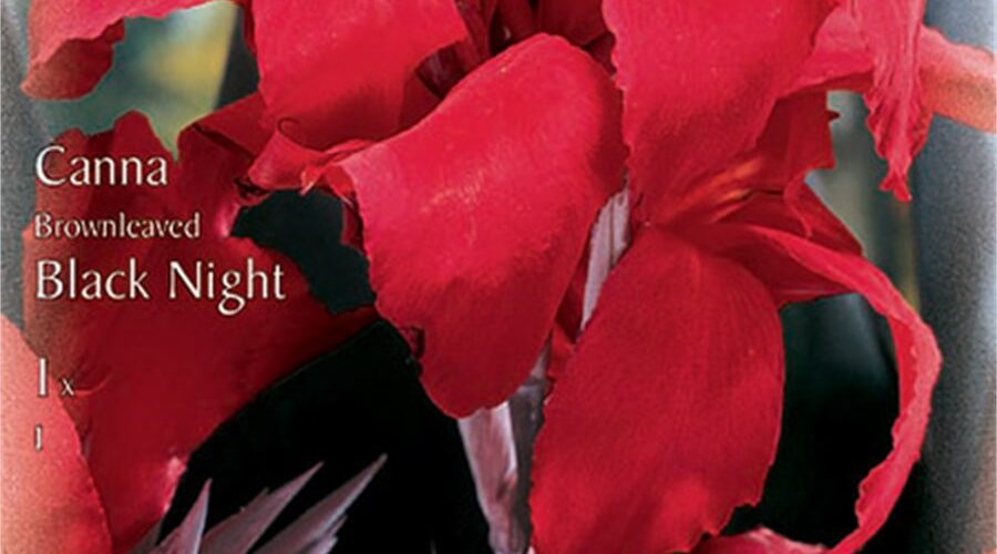 Βολβός Κάννα κόκκινη Black Night