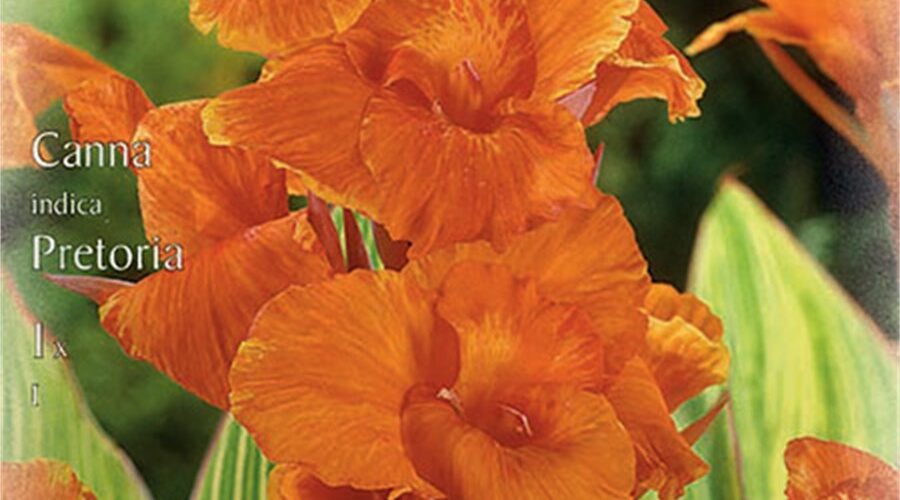 Βολβός Κάννα πορτοκαλί Pretoria