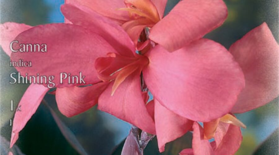 Βολβός Κάννα ροζ Shining Pink