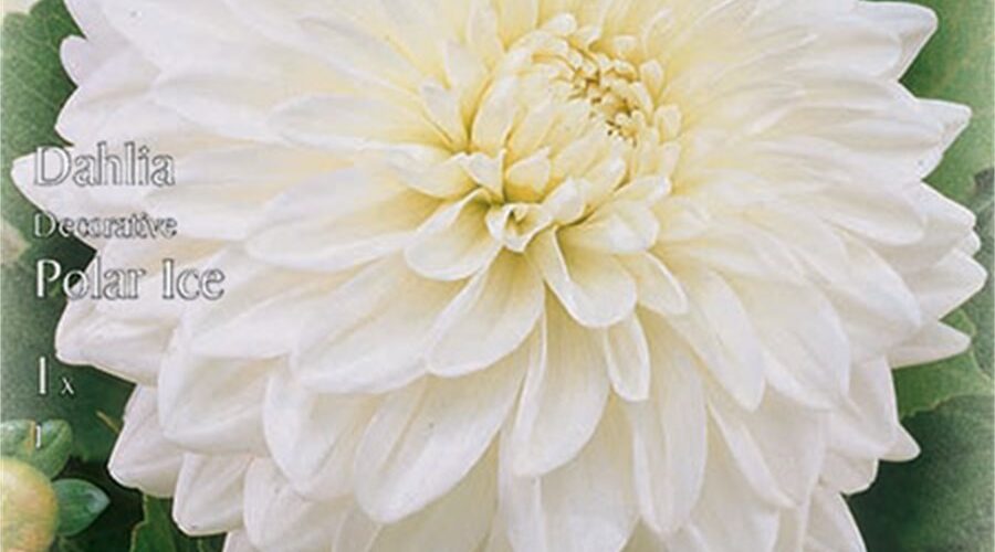 Βολβός Ντάλια άσπρη Polar ice