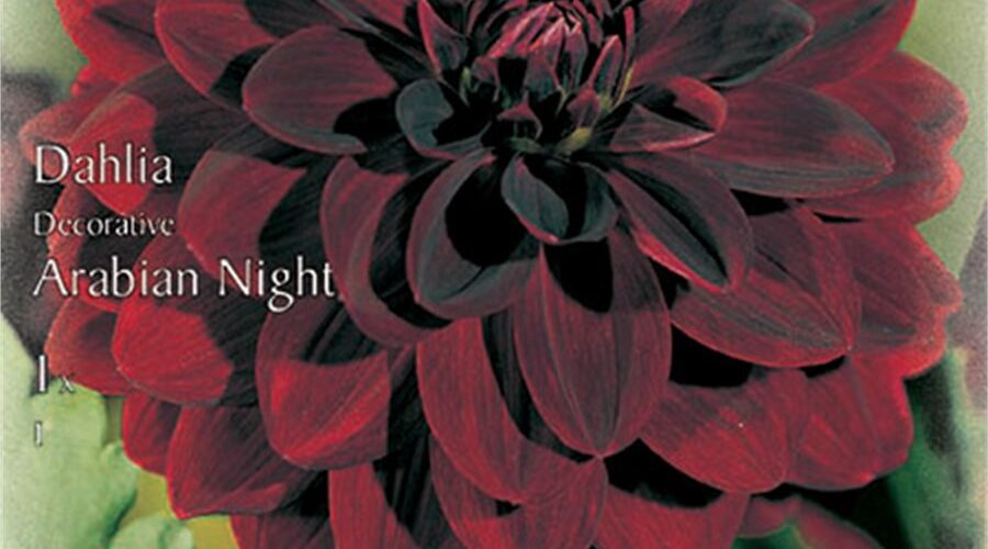 Βολβός Ντάλια κόκκινη Arabian night