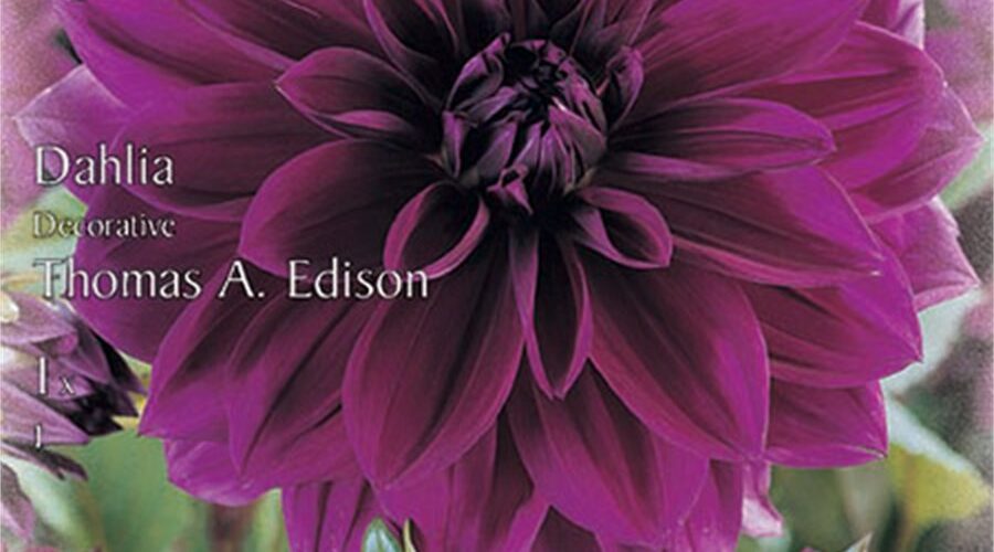 Βολβός Ντάλια μωβ Thomas A. Edison