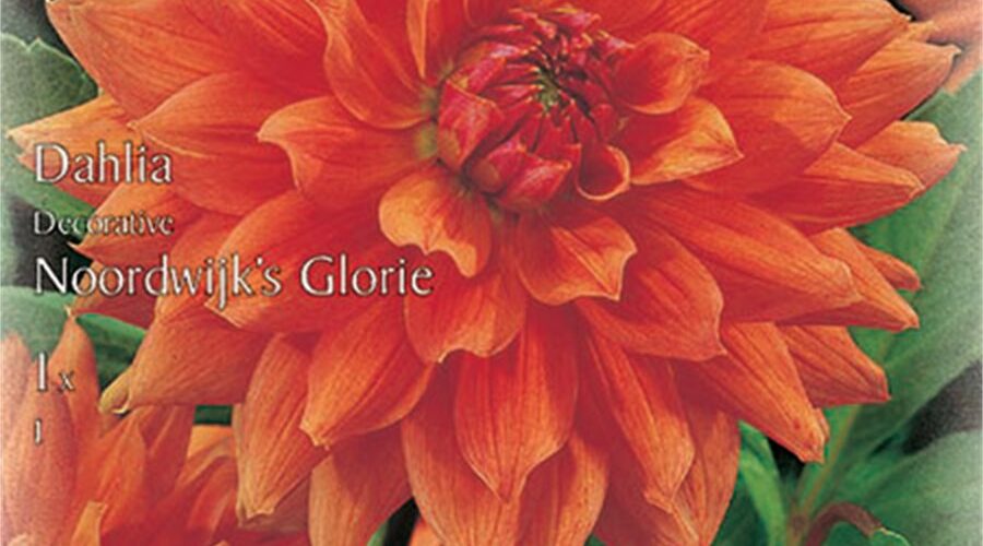 Βολβός Ντάλια πορτοκαλί Noordwijk's Glorie