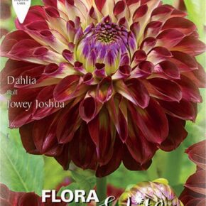 Βολβός ντάλια Jowey Joshua special υβρίδιο