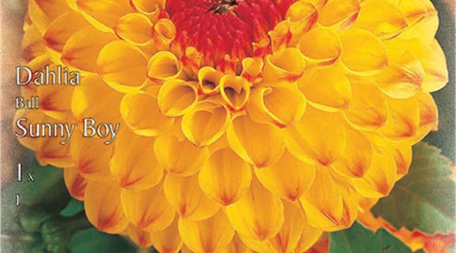 Βολβός ντάλια Sunny Boy