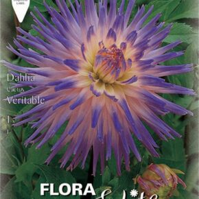 Βολβός ντάλια Veritable