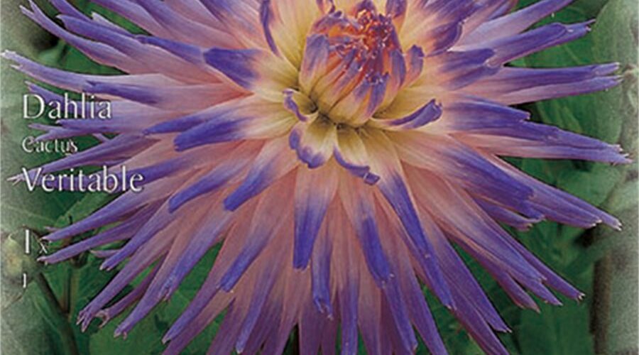 Βολβός ντάλια Veritable