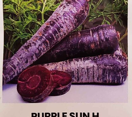 Καρότο μωβ Purple sun υβρίδιο (hobby bag 0,5 γρ)