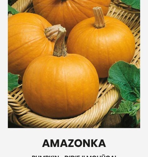 Κολοκύθα αναρριχώμενη Amazonka πορτοκαλί (hobby bag 1,7 γρ)