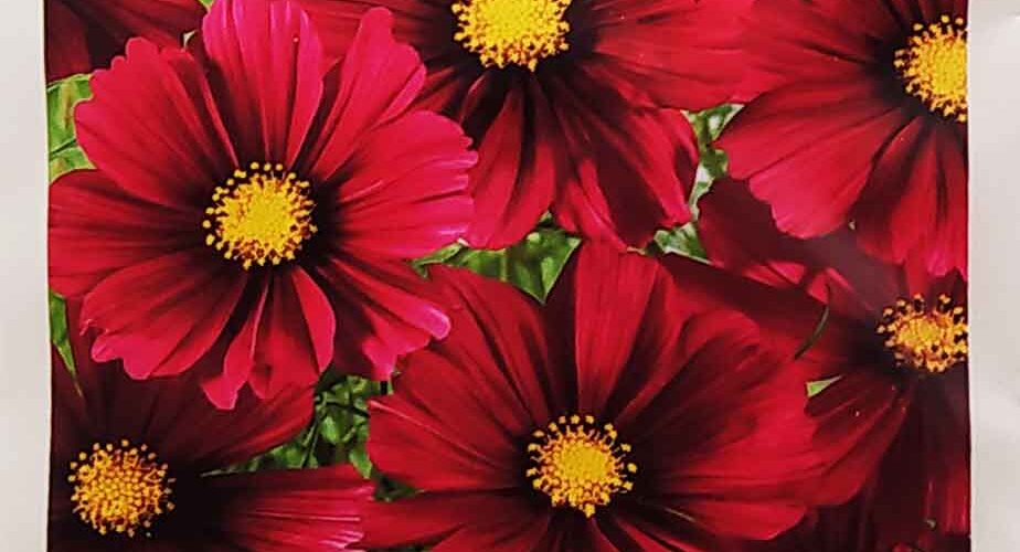 Κόσμος Sensation κόκκινος (hobby bag 1 γρ)