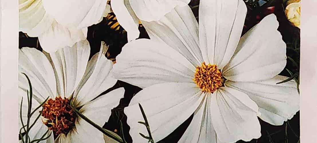 Κόσμος Sensation λευκός (hobby bag 1 γρ)