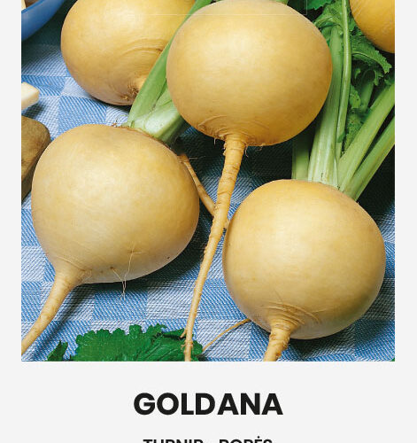 Ρέβα κίτρινη Goldana (hobby bag 3 γρ)