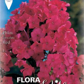 Βολβός Φλοξ κόκκινο Paniculata Red