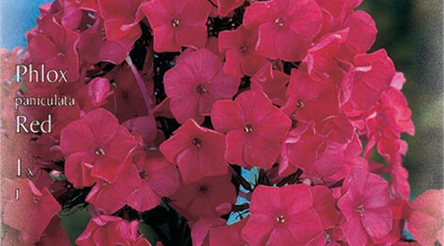 Βολβός Φλοξ κόκκινο Paniculata Red