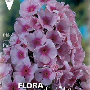 Βολβός Φλοξ ροζ Paniculata Pink