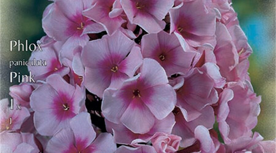 Βολβός Φλοξ ροζ Paniculata Pink