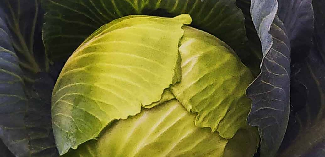 Λάχανο άσπρο παραδοσιακό Polar (hobby bag 2 γρ)