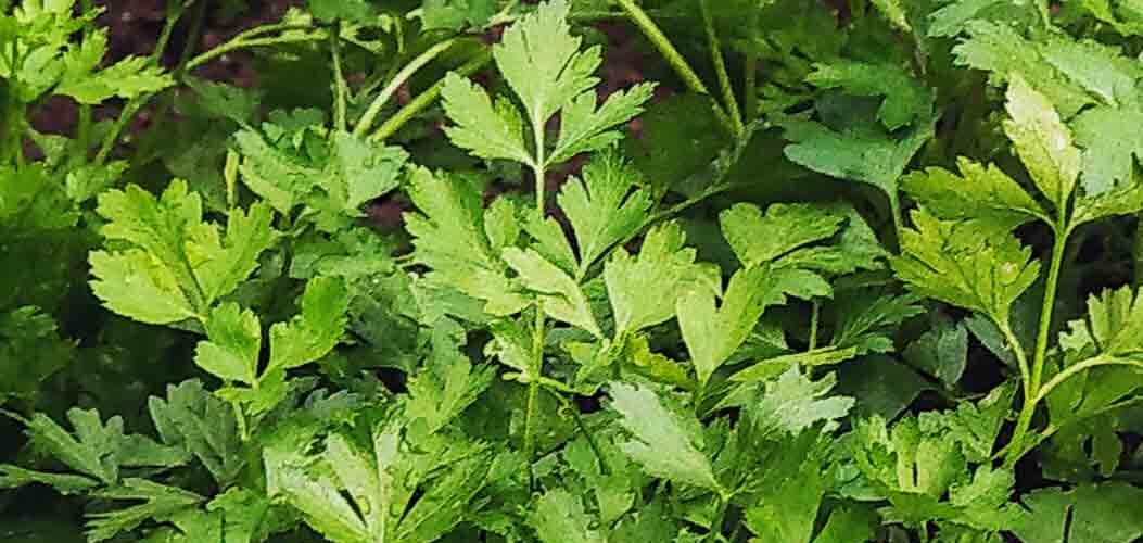 Μαϊντανός αρωματικός Festival 68 (hobby bag 2 γρ)