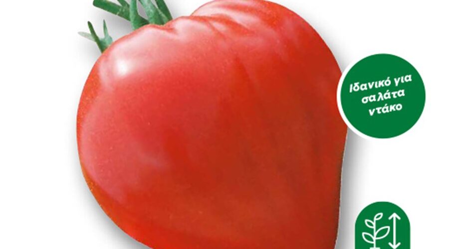 Τομάτα αναρριχώμενη ροζ Cuor di Bue