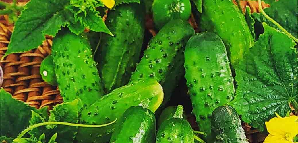 Αγγούρι πίκλα Cornichon de Paris για τουρσί