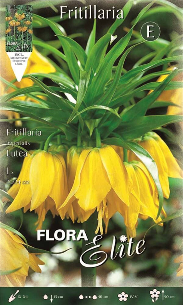 Βολβός Φριτιλλάρια Lutea