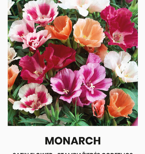 Γοδέτια αζαλέα Monarch mix