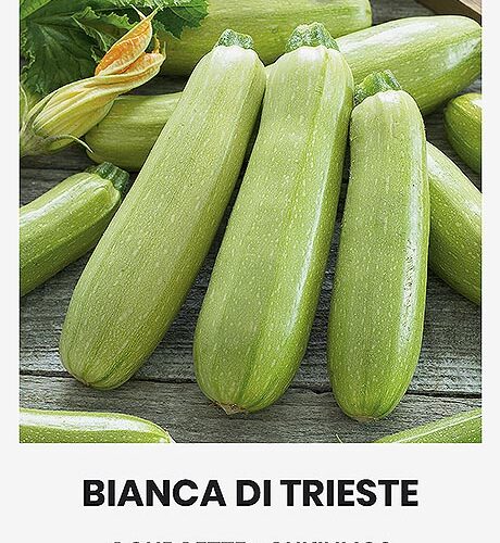 Κολοκύθι άσπρο Bianca di Trieste