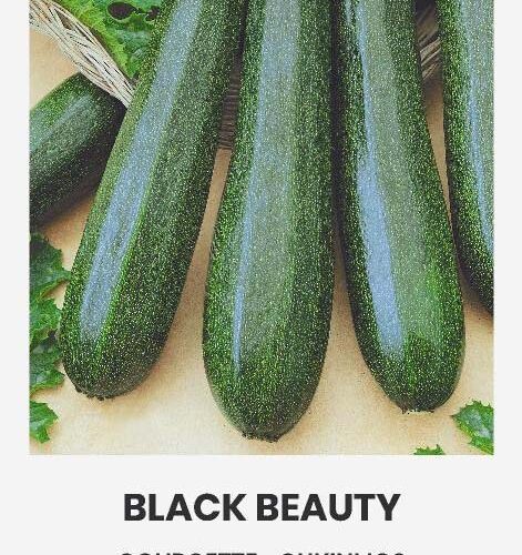 Κολοκύθι πράσινο Black beauty (hobby bag 2 γρ)