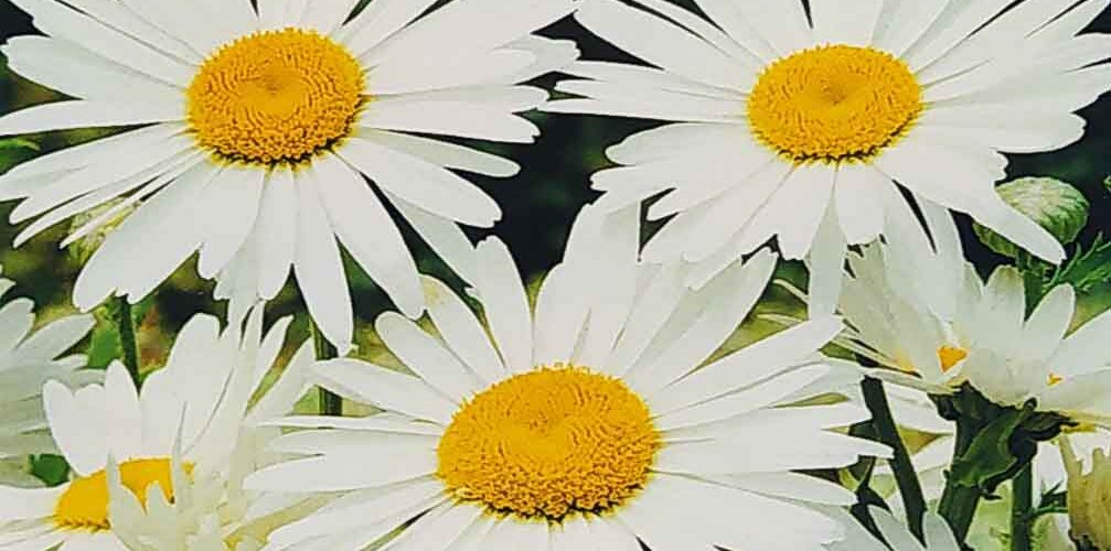 Μαργαρίτα λευκή γίγας Silver princess