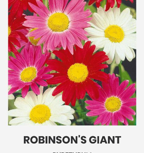 Πύρεθρος Robinson's giant mix