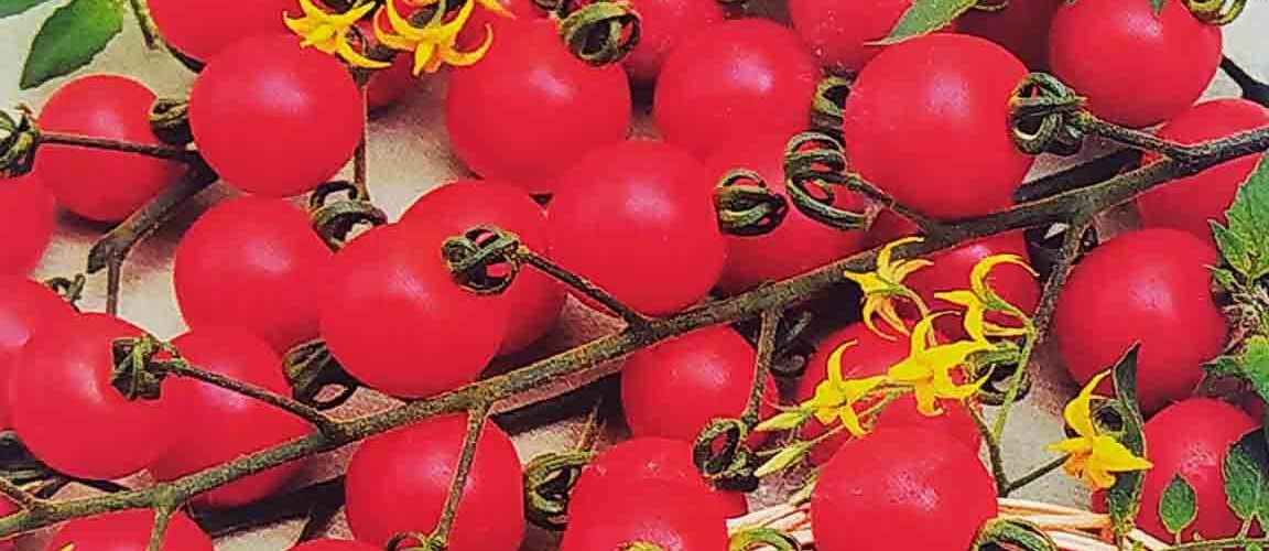 Τομάτα cherry Spencer