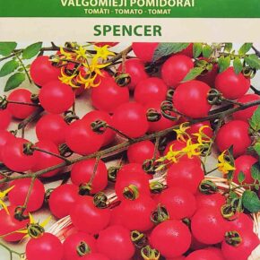 Τομάτα cherry Spencer