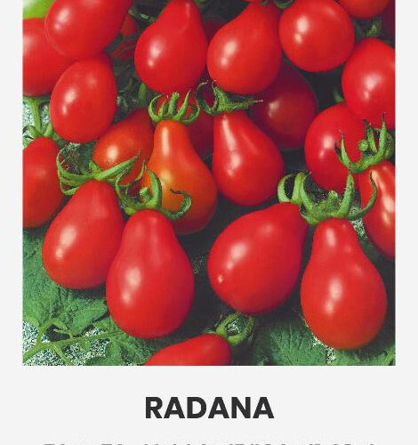 Τομάτα cherry αχλαδάκι κόκκινο Radana παραδοσιακή