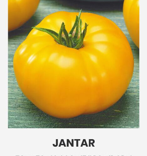 Τομάτα αναρριχώμενη Jantar κίτρινη παραδοσιακή (hobby bag 0,2 γρ)