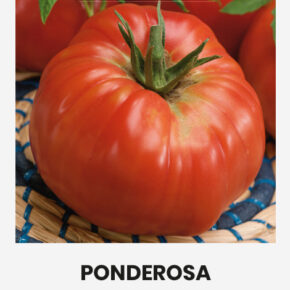 Τομάτα αναρριχώμενη Ponderosa ροζ