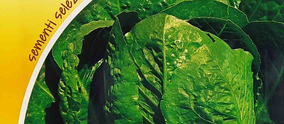 Μαρούλι ίσιο Parris island cos παραδοσιακό