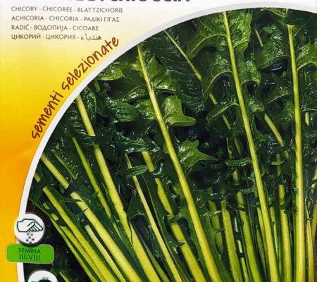 Ραδίκι όρθιο γίγας Di Chioggia παραδοσιακό