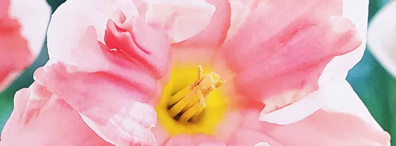 Βολβός Νάρκισσος διπλός Split corona Apricot Whirl