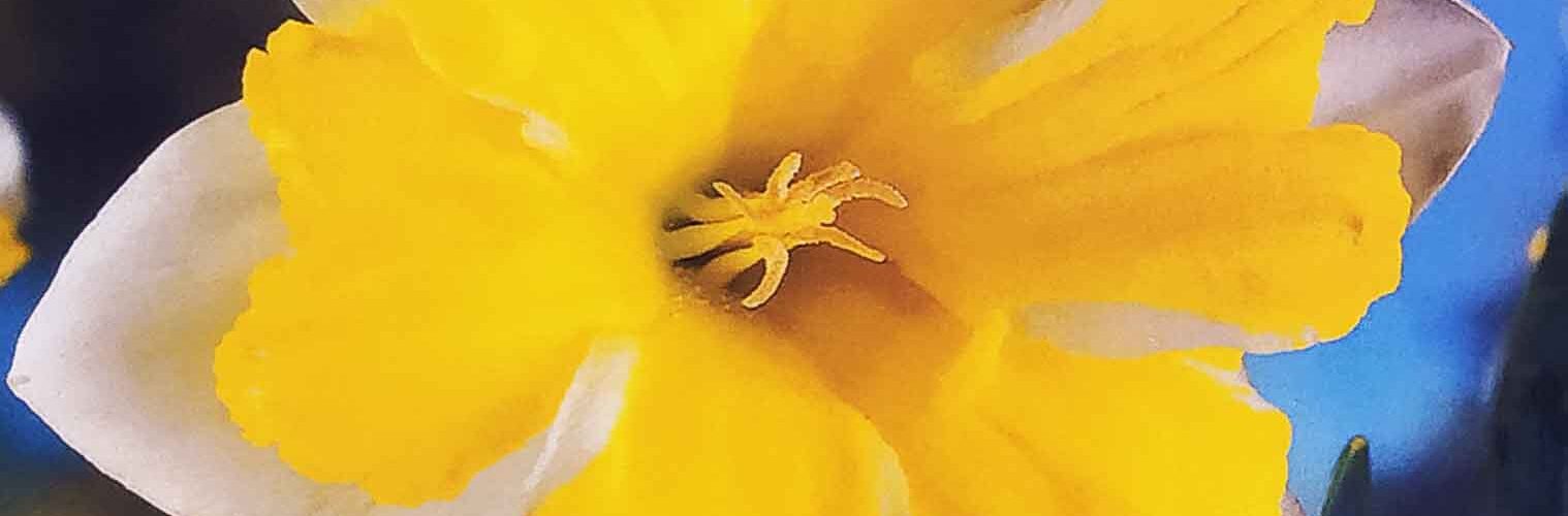 Βολβός Νάρκισσος διπλός Split corona Cassata