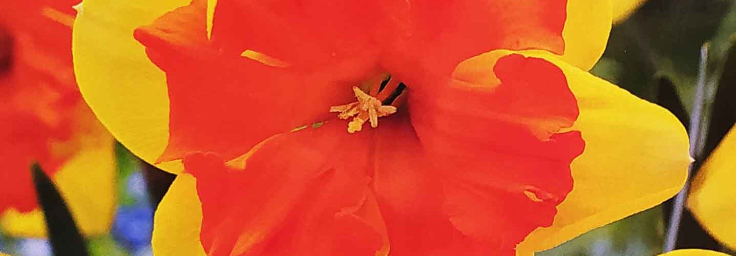 Βολβός Νάρκισσος διπλός Split corona Congress