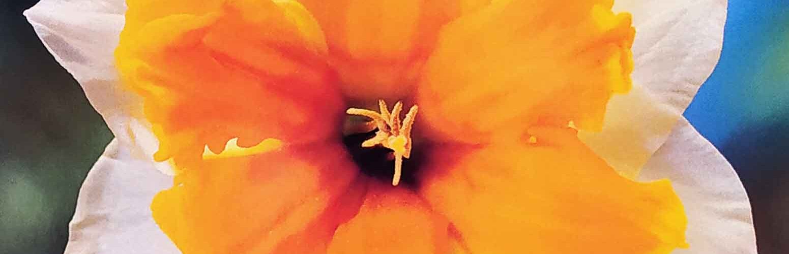 Βολβός Νάρκισσος διπλός Split corona Orangery