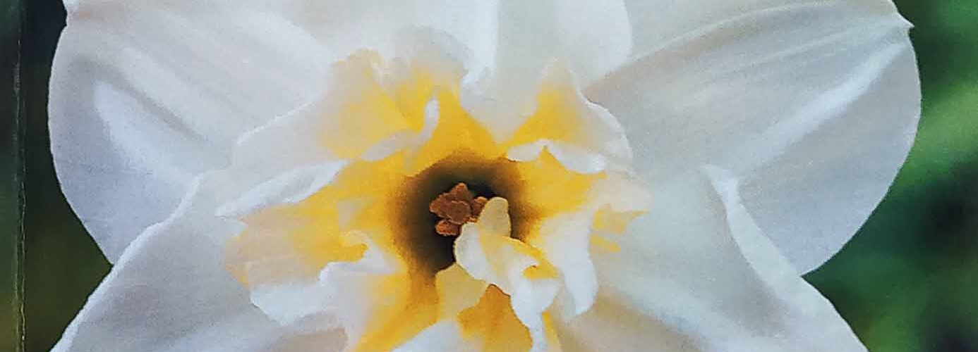 Βολβός Νάρκισσος διπλός Split corona Papillon blanc