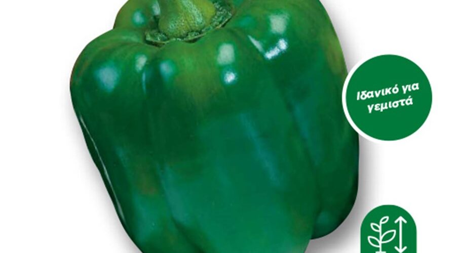 Πιπεριά φλάσκα πράσινη Yolo wonder παραδοσιακή