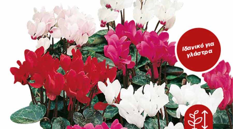 Κυκλάμινο γίγας Περσίας mix