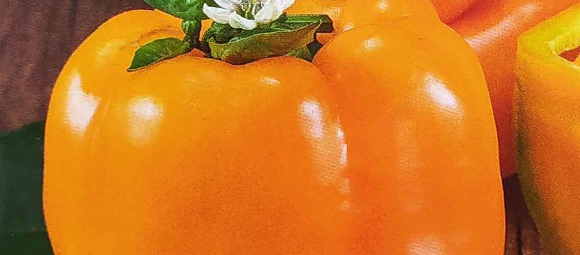 Πιπεριά πορτοκαλί Lamia φλάσκα παραδοσιακή