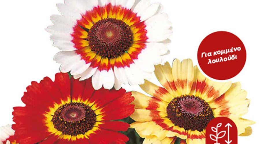 Χρυσάνθεμο τρίχρωμο μίγμα