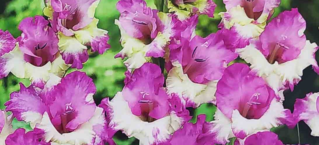 Βολβός Γλαδιόλα Butterfly Maggie