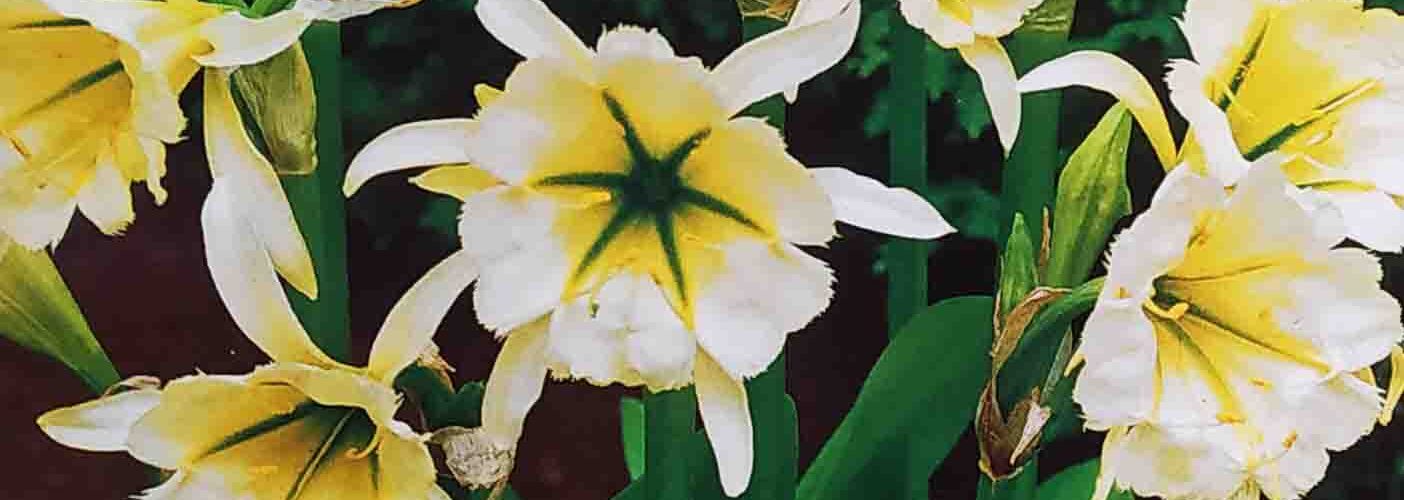 Βολβός Ημενοκαλλίδα Ismene Sulphur Queen