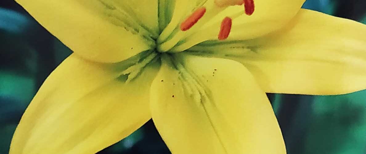 Βολβός Λίλιουμ asiatic Dazzle